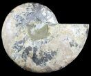 Cut Ammonite Fossil (Half) - Agatized #47725-1